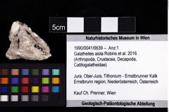 Foto (Objket + Etiketten) von Galatheites sp. 